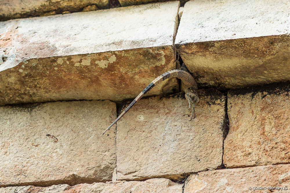 Ушмаль, прячущаяся игуана Ушмаль, прячущаяся игуана