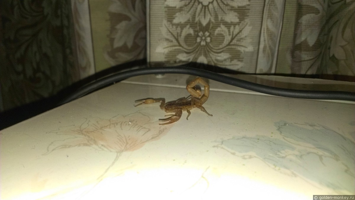 Керетаро, скорпион Керетаро, скорпион