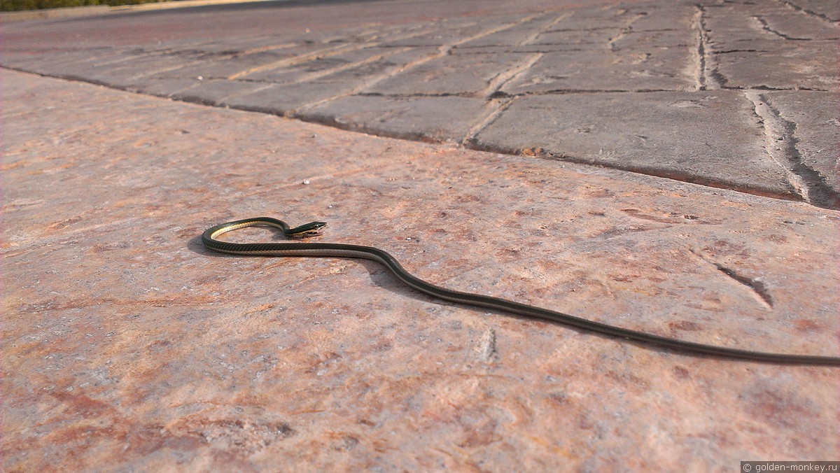 Канкун, мертвая змея Канкун, мертвая змея