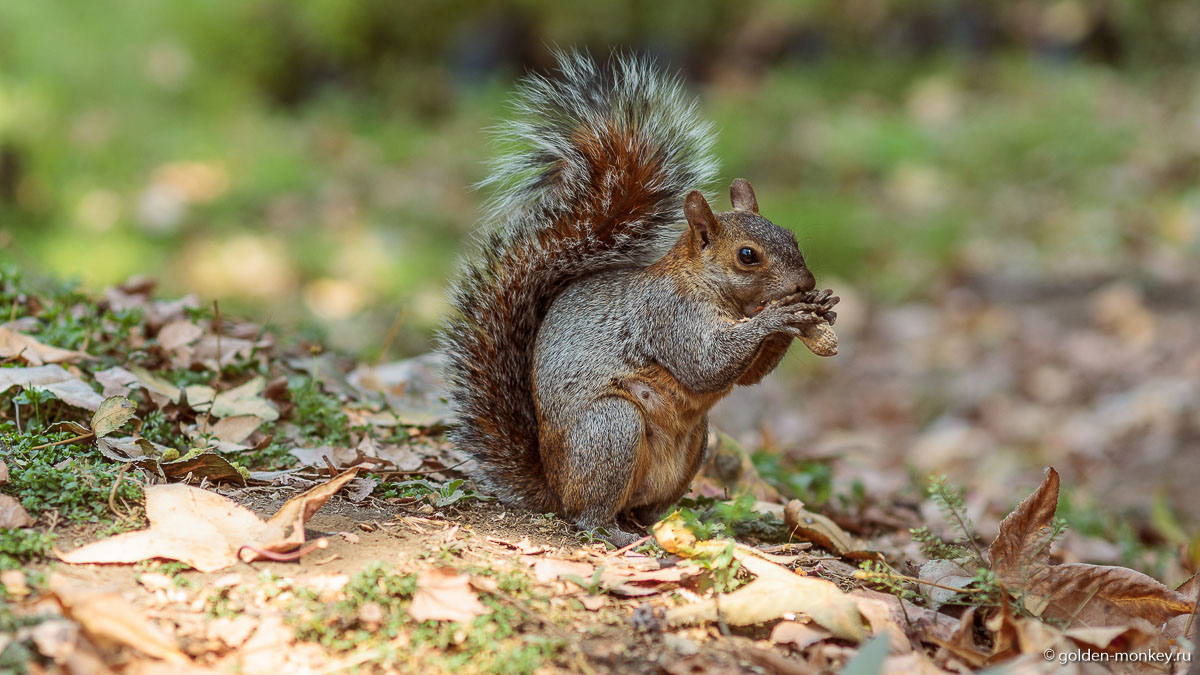Мехико, белка с добычей Мехико, белка с добычей