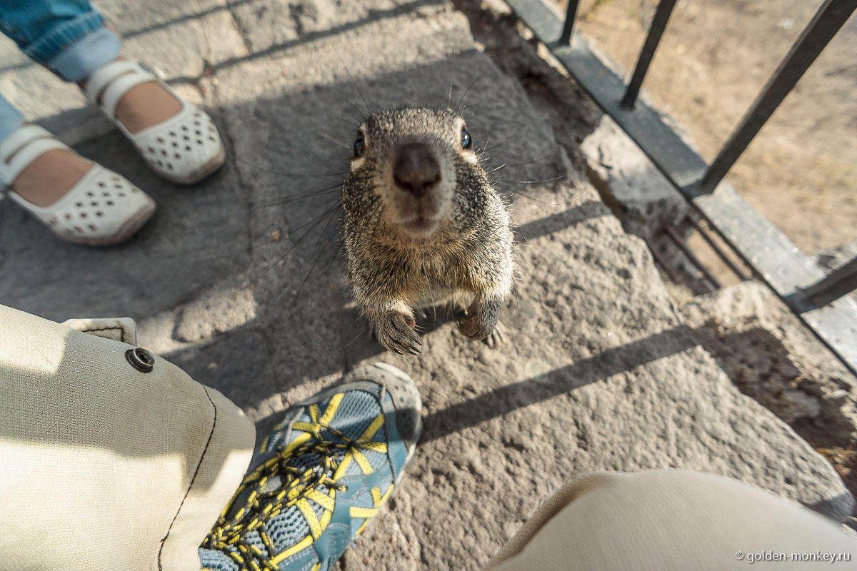 Сан-Мигель-де-Альенде, любопытный вискачи Сан-Мигель-де-Альенде, любопытный вискачи