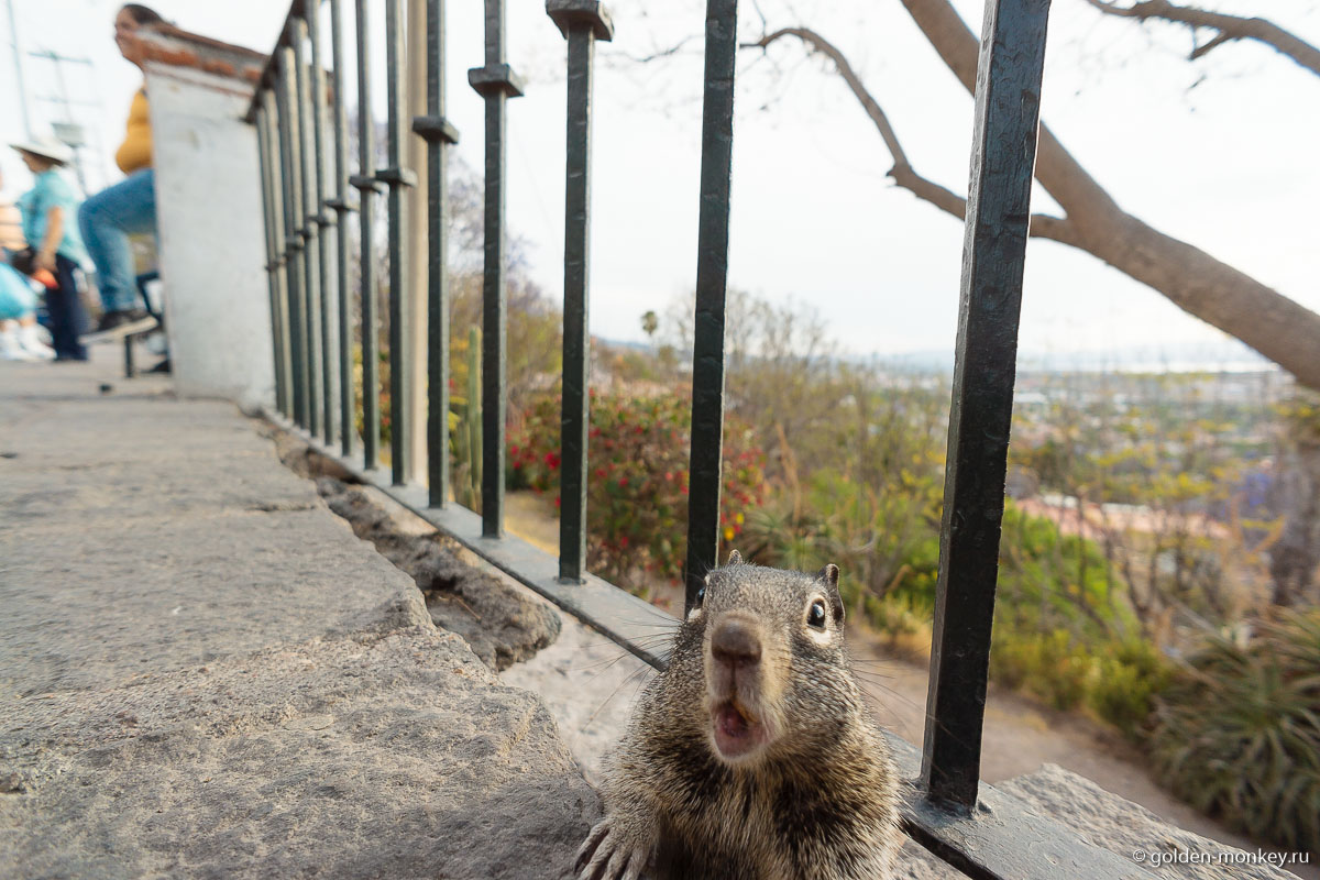 Сан-Мигель-де-Альенде, удивленный вискачи Сан-Мигель-де-Альенде, удивленный вискачи
