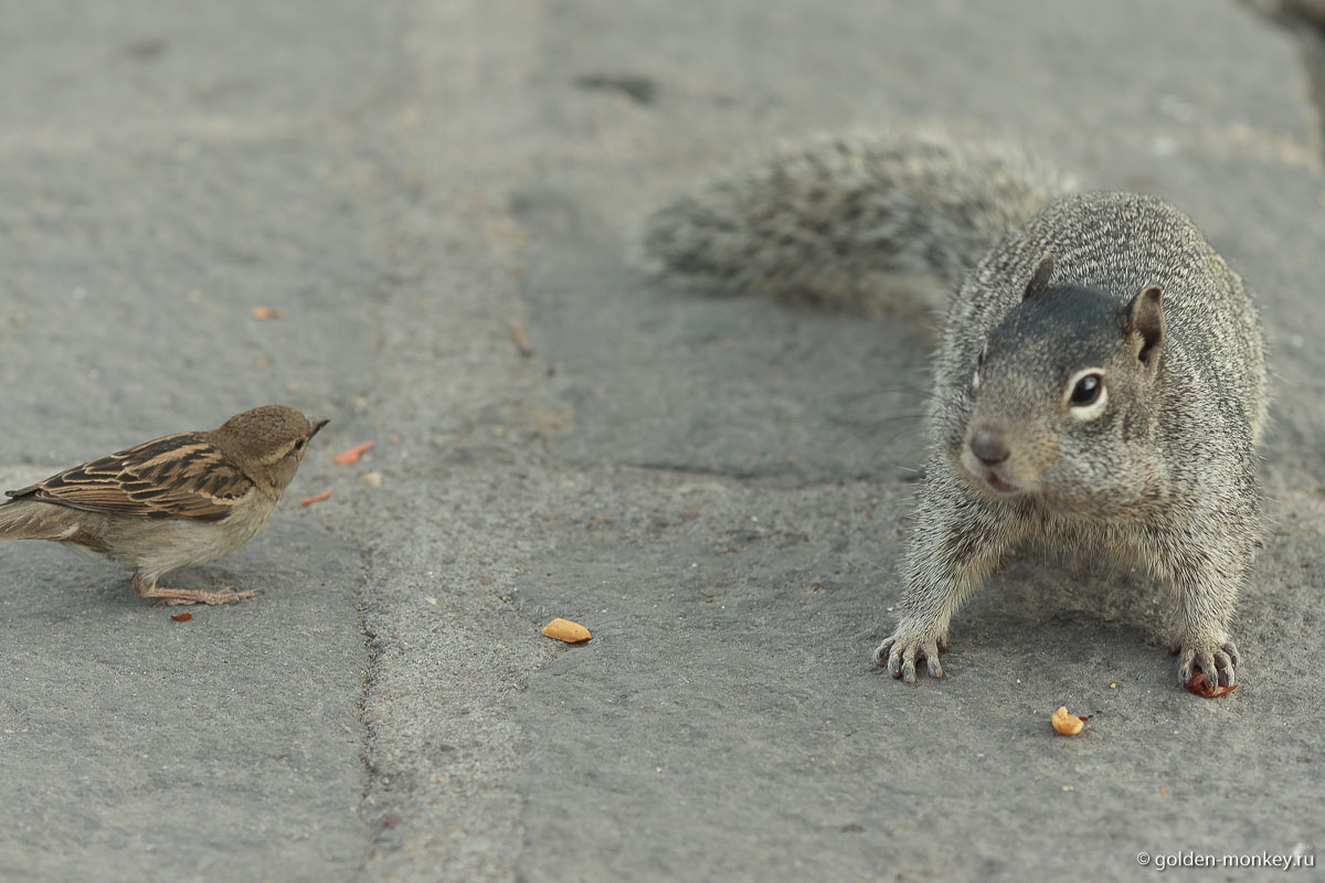 Сан-Мигель-де-Альенде, вискачи и воробей Сан-Мигель-де-Альенде, вискачи и воробей