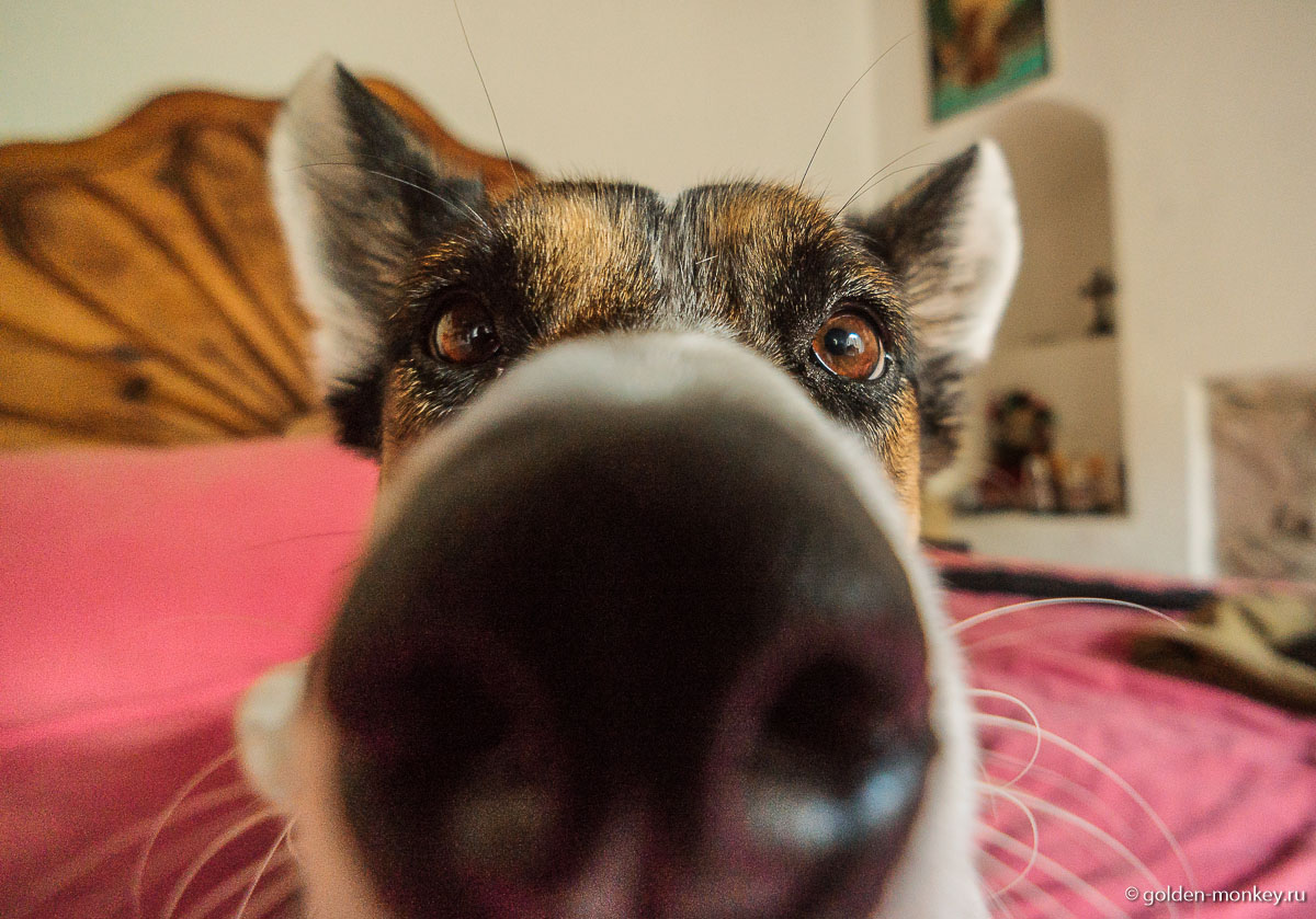 Гуанахуато, собачий нос Гуанахуато, собачий нос