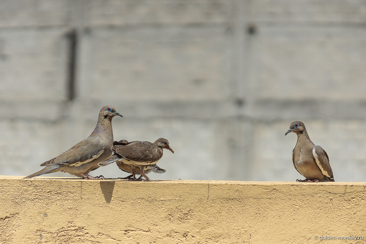 Пуэбла, птичье семейство Пуэбла, птичье семейство