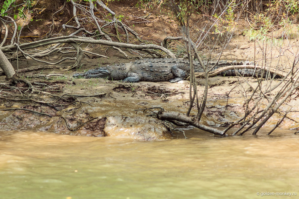 Сумидеро, крокодил Сумидеро, крокодил