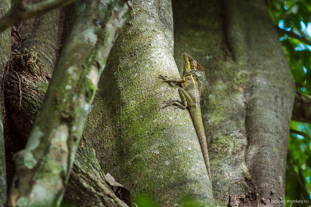 Мисоль-Ха, хамелеон Мисоль-Ха, хамелеон