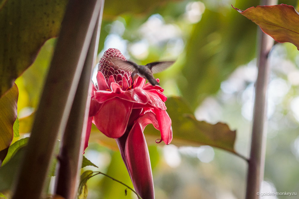 Мисоль-Ха, колибри на ярком цветке Мисоль-Ха, колибри на ярком цветке