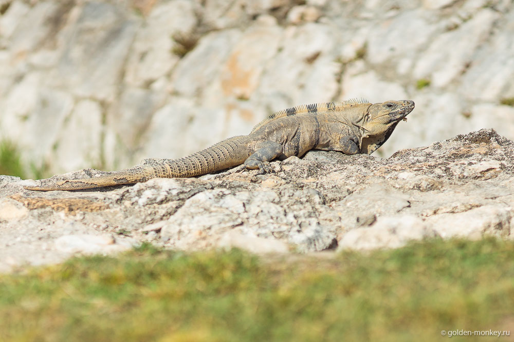 Эцна, пригревшаяся игуана Эцна, пригревшаяся игуана