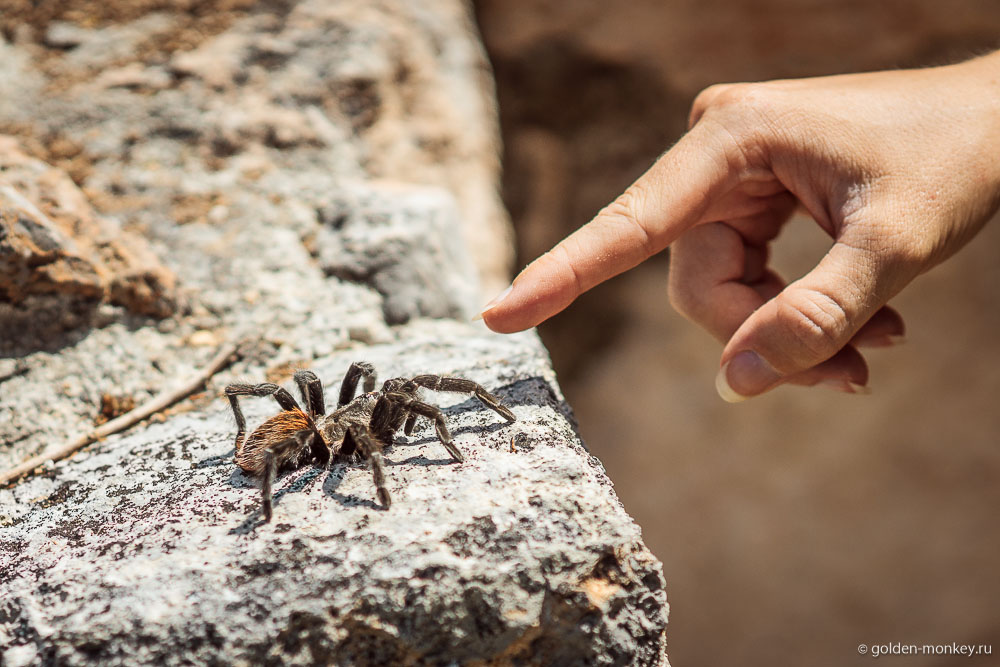Эцна, мертвый паук Эцна, мертвый паук