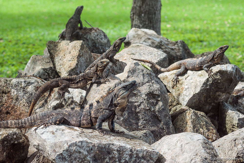 Ушмаль, стайка игуан Ушмаль, стайка игуан