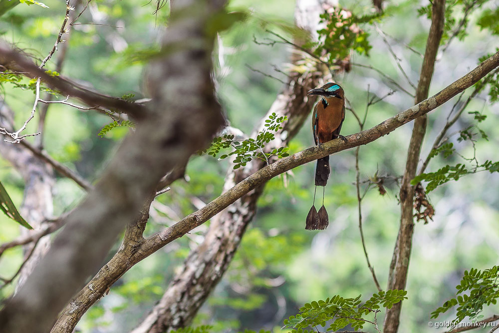 Чичен-Ица, двухвостая птица Чичен-Ица, двухвостая птица