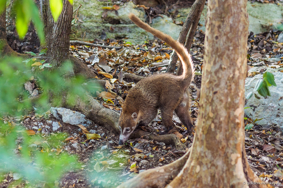 Тулум, носуха Тулум, носуха