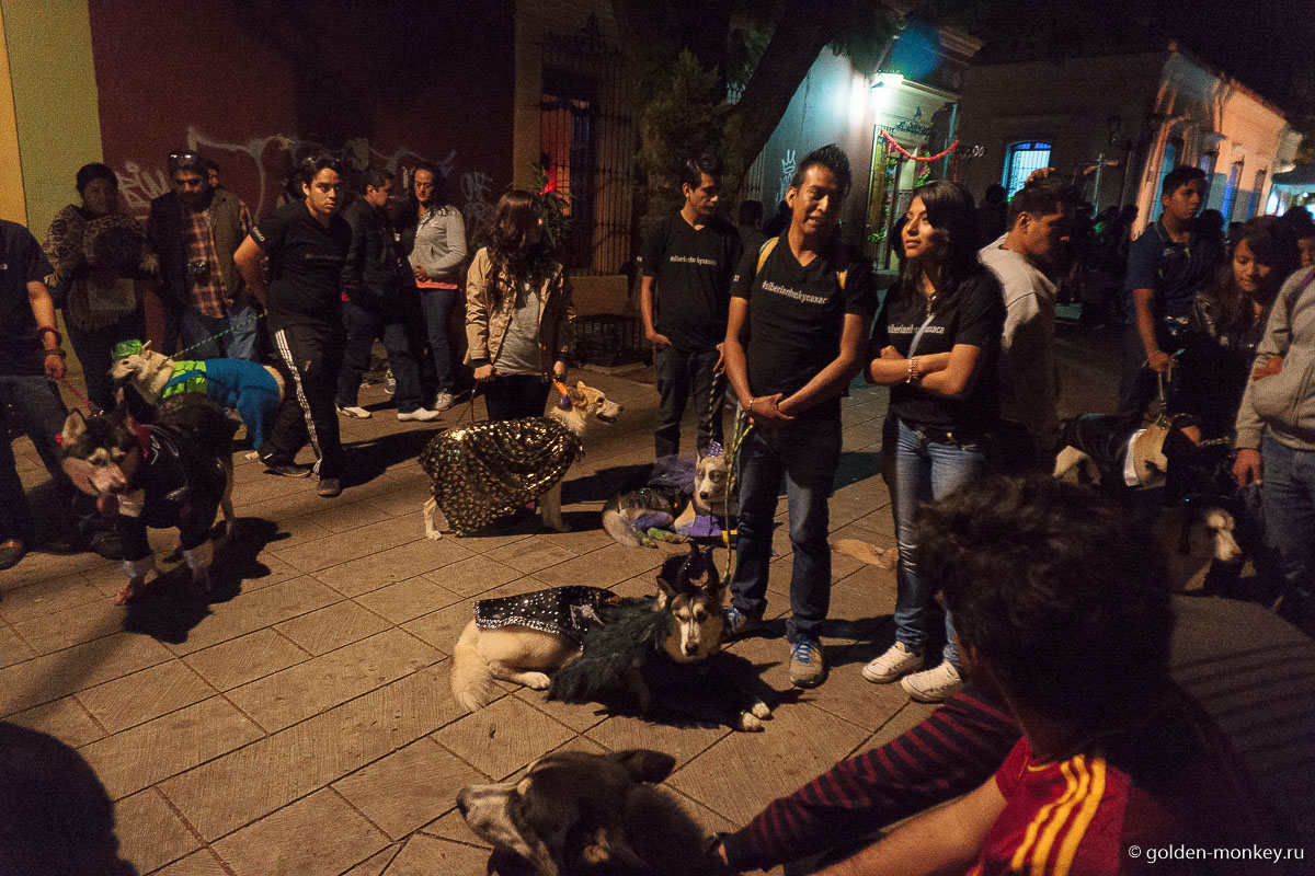 Нарядные пёсики Нарядные пёсики