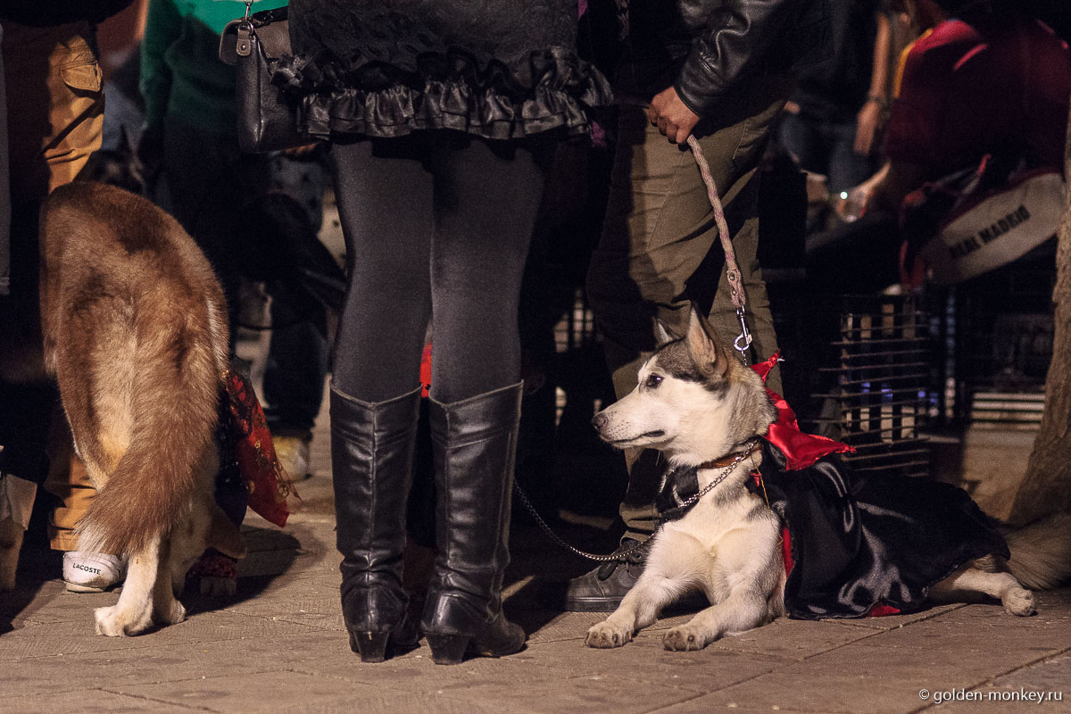 Четырехлапый Дракула Четырехлапый Дракула