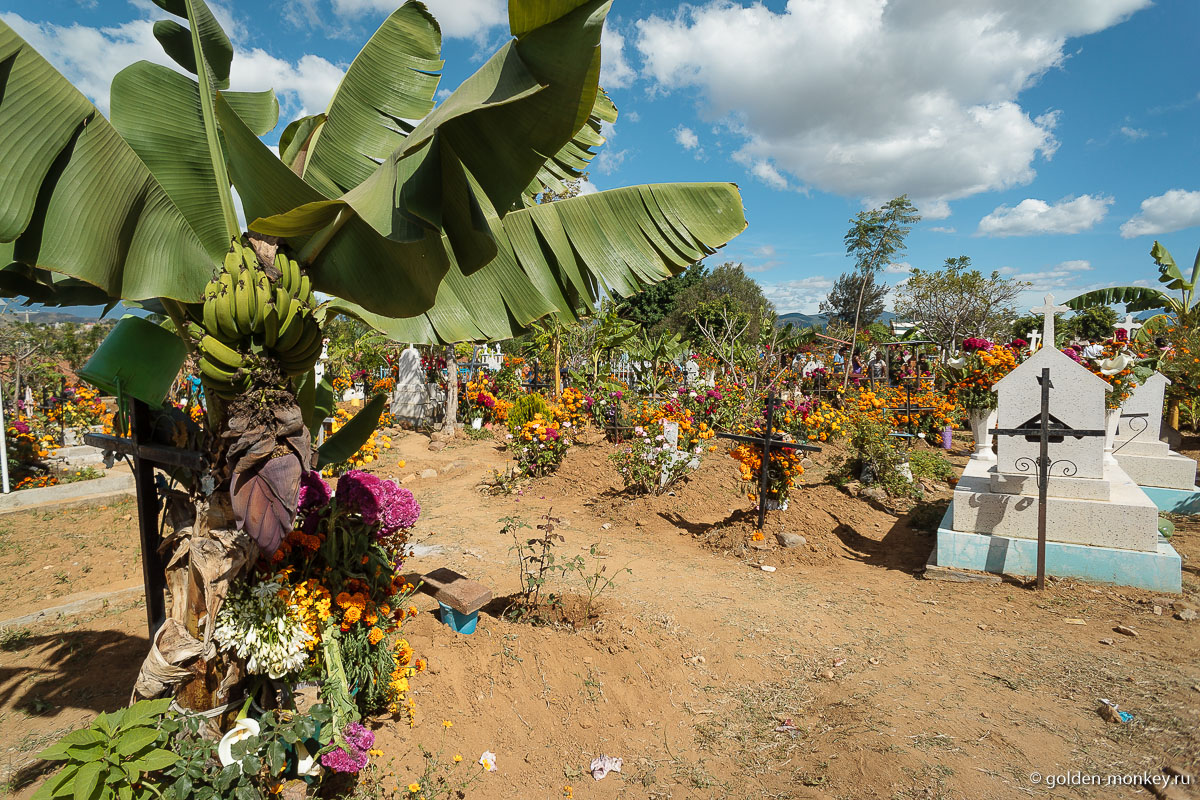 Банановая пальма Банановая пальма