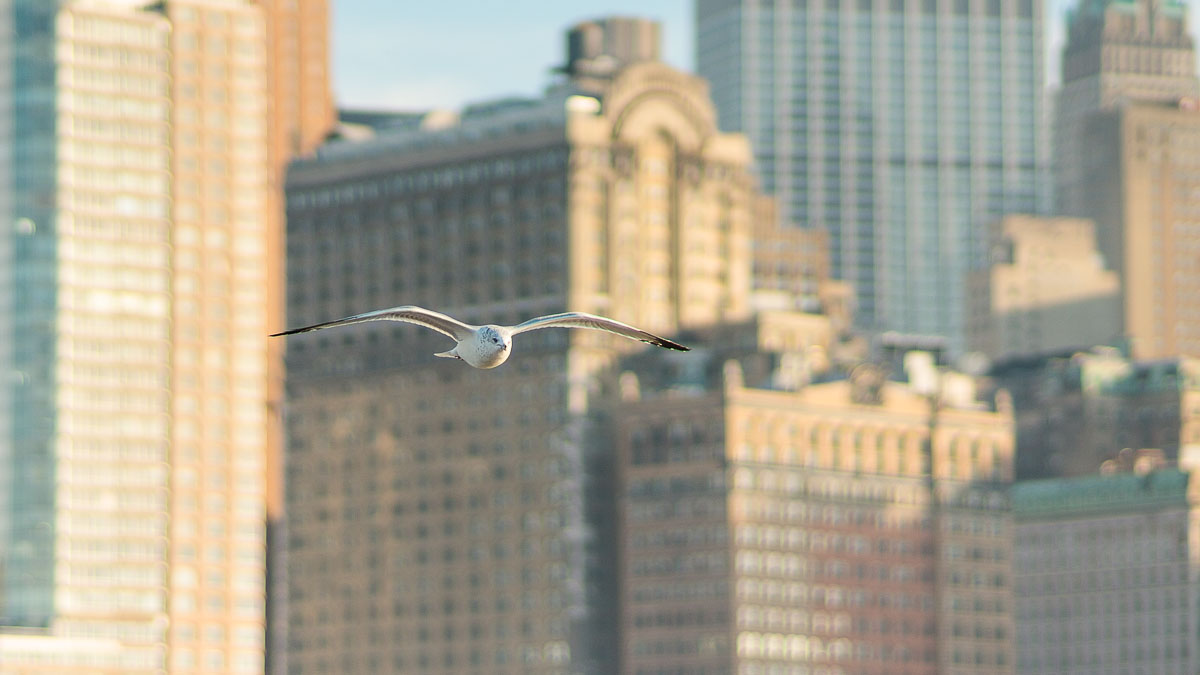 Чайка на фоне Манхэттена (downtown)