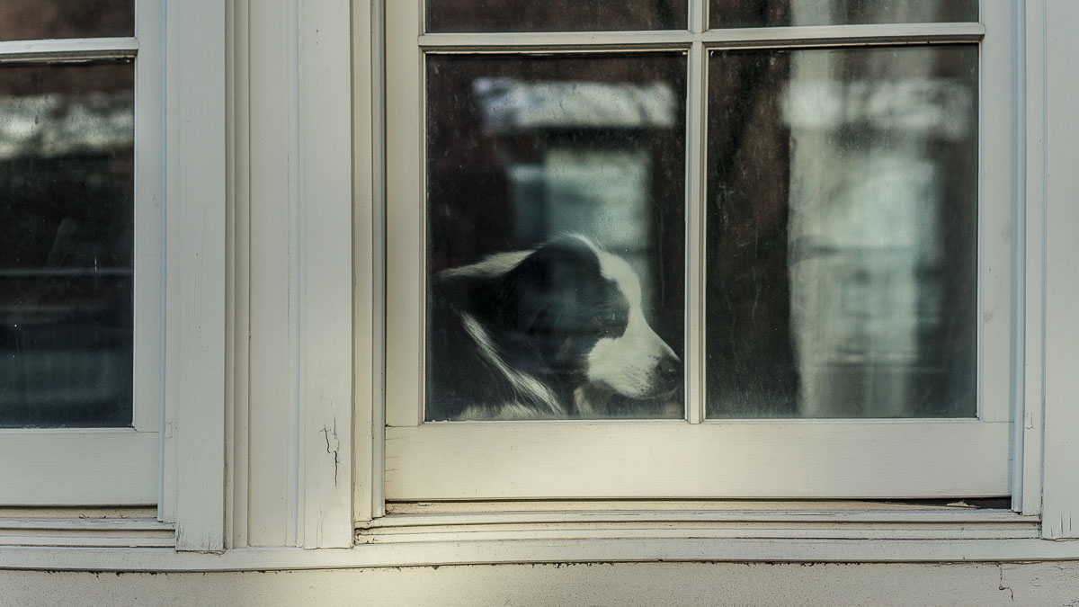 Собака в железобетонном Нью-Йорке