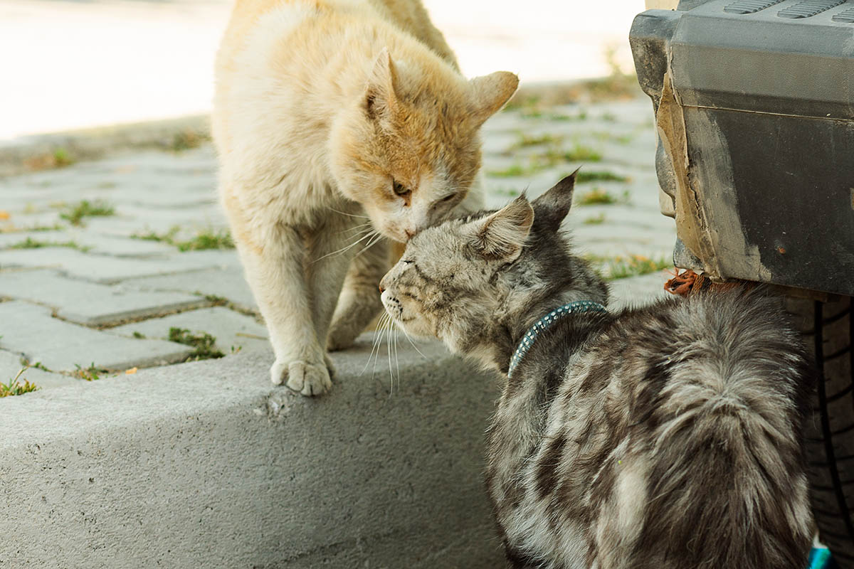 Каппадокия, кошки
