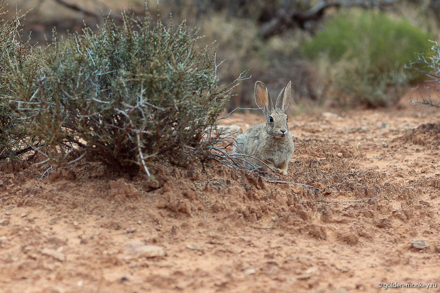 Сначала мы подумали, что одни-оденешеньки в Саду Дьявола, а потом поняли, что не тут-то было. Хотя, туристов все-таки по началу не обнаружили, первых коллег повстречали только через несколько часов. Сначала мы подумали, что одни-оденешеньки в Саду Дьявола, а потом поняли, что не тут-то было. Хотя, туристов все-таки поначалу не обнаружили, первых коллег повстречали только через несколько часов.