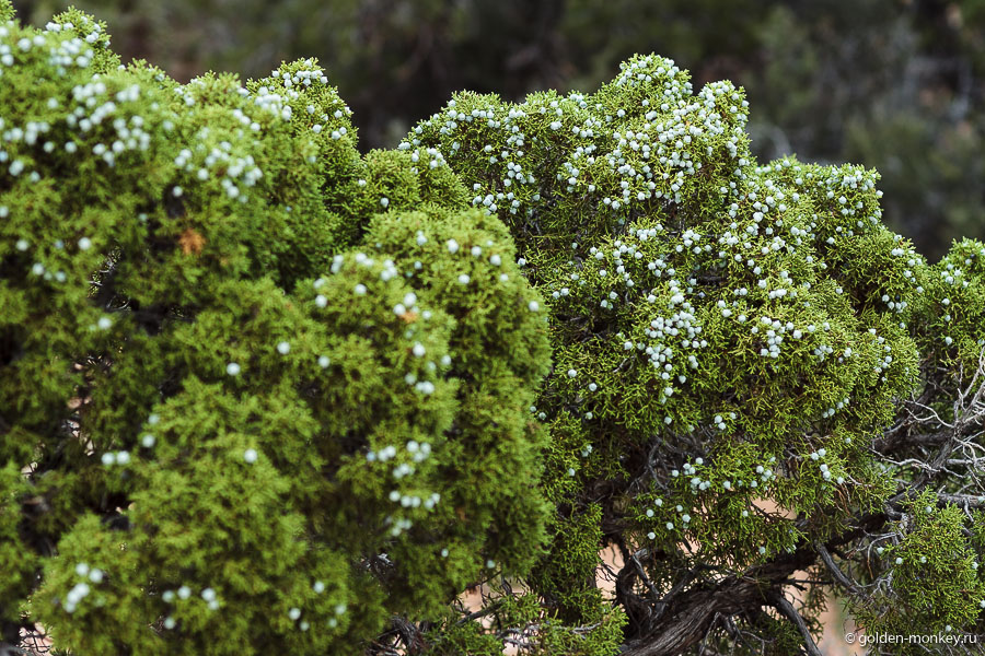 Еще в парке повсюду деревья, усеянные какими-то голубыми твердыми ягодками. Кто знает, что за дерево такое? Еще в парке повсюду деревья, усеянные какими-то голубыми твердыми ягодками. Кто знает, что за дерево такое?