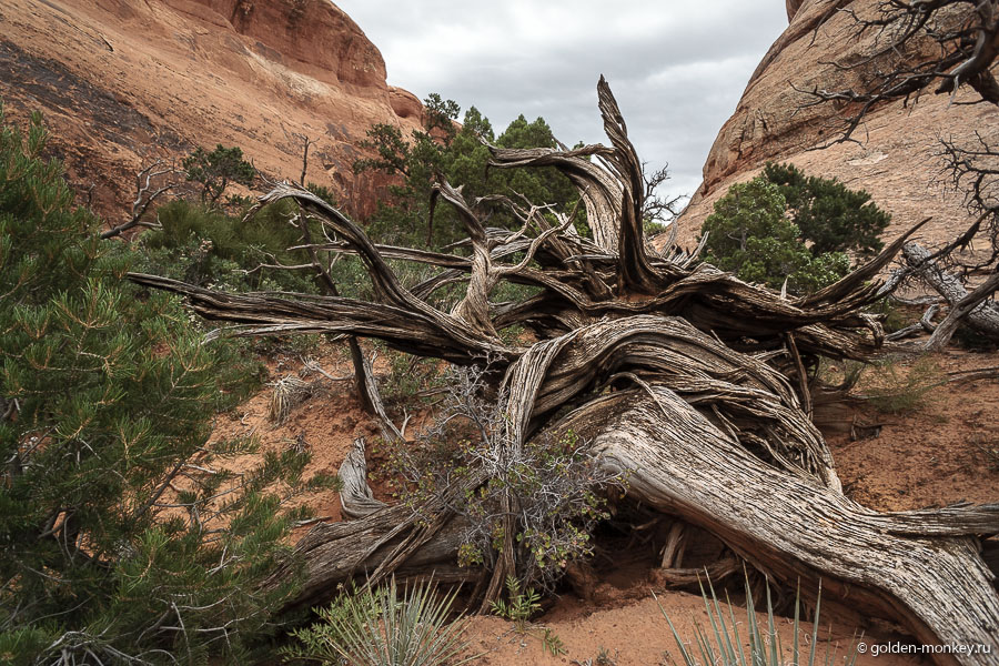 Кажется, до Арок нигде не встречали такие «крученые» деревья. Отлично дополняют картину. Кажется, до Арок нигде не встречали такие «крученые» деревья. Отлично дополняют картину.