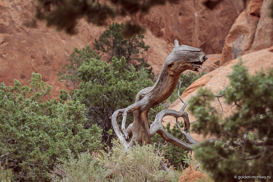 Ветка, похожая на какое-то неведомое существо. Какие есть варианты? Ветка, похожая на какое-то неведомое существо. Какие есть варианты?