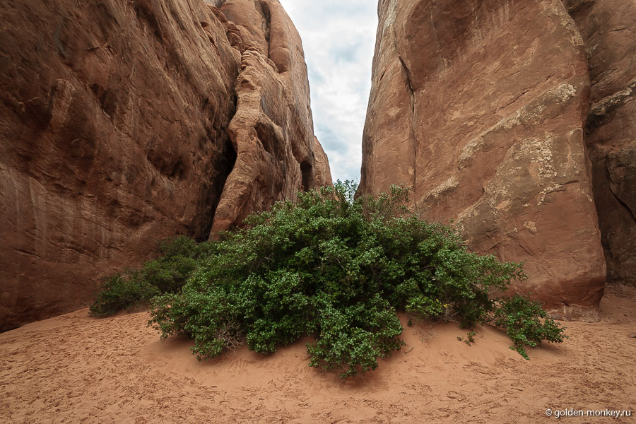 Зеленый всплеск )) Зеленый всплеск ))