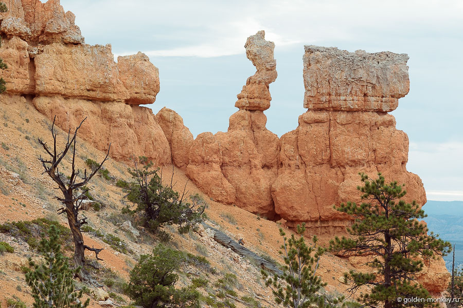 В этот трейл мы отправились в первый день с утра пораньше, чтобы как всегда успеть увидеть как можно больше, но при этом сильно никуда не спешить, иначе какое удовольствие. Предварительно попытались встреть рассвет на Sunrise Point, однако, погода помешала увидеть Брайс в лучах восходящего солнца, когда, по словам очевидцев он особенно прекрасен. В этот трейл мы отправились в первый день с утра пораньше, чтобы как всегда успеть увидеть как можно больше, но при этом сильно никуда не спешить, иначе какое удовольствие. Предварительно попытались встреть рассвет на Sunrise Point, однако, погода помешала увидеть Брайс в лучах восходящего солнца, когда, по словам очевидцев он особенно прекрасен.