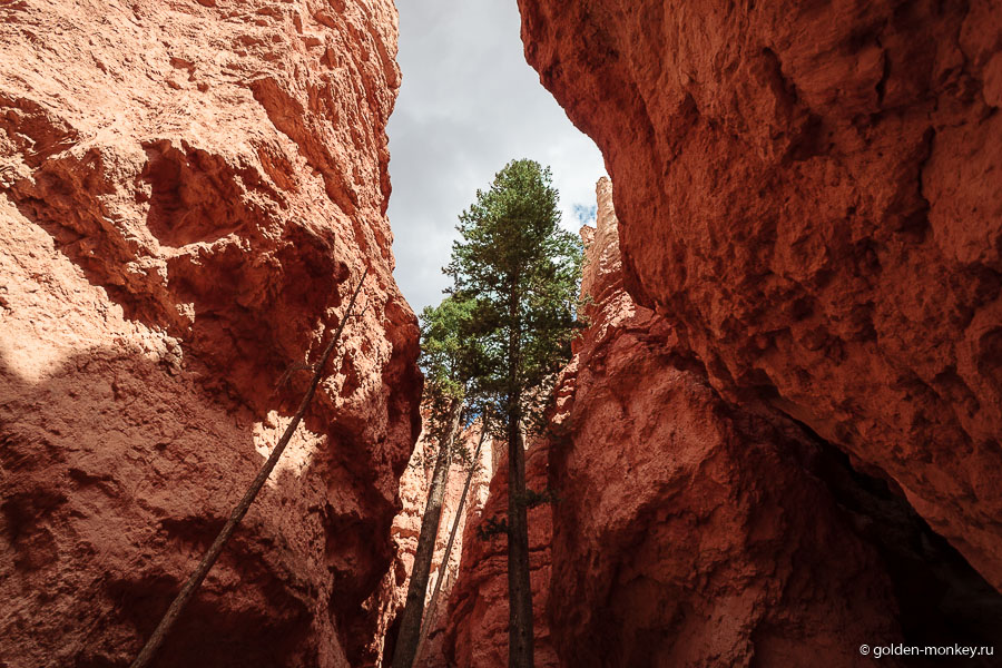 Тропинка сравнительно короткая, поэтому достаточно быстро мы дошли до Wall Street. Что это такое? Ну, вообще, узенькая улица в финансовом центре Нью-Йорка, усеянная небоскребами. В Брайсе, как оказалось, тоже есть своя Уолл-Стрит. Это узкий проход между высокими сводами каньонов. Здесь также находится зажатая ель (или пихта ) Дуглас, которую очень любят фотографировать туристы. Интересно, как ей тут живется? Тропинка сравнительно короткая, поэтому достаточно быстро мы дошли до Wall Street. Что это такое? Ну, вообще, узенькая улица в финансовом центре Нью-Йорка, усеянная небоскребами. В Брайсе, как оказалось, тоже есть своя Уолл-Стрит. Это узкий проход между высокими сводами каньонов. Здесь также находится зажатая ель (или пихта ) Дуглас, которую очень любят фотографировать туристы. Интересно, как ей тут живется?