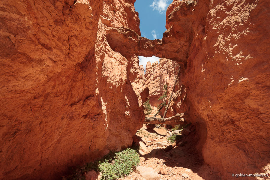 В нескольких шагах в сторону от трейла можно увидеть еще одно интересное явление – натуральный мост, а здесь еще и не один, а сразу целых два (Two Bridges). Может, и не слишком живописно, зато любопытно. В нескольких шагах в сторону от трейла можно увидеть еще одно интересное явление – натуральный мост, а здесь еще и не один, а сразу целых два (Two Bridges). Может, и не слишком живописно, зато любопытно.