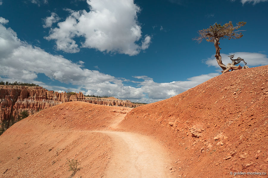 Вот такая красочная тропинка. Вот такая красочная тропинка.