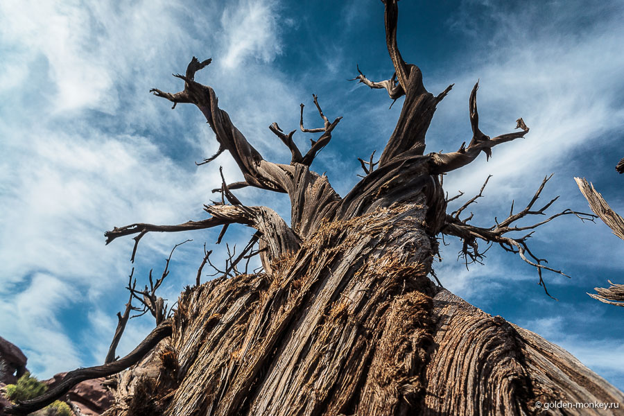Этак скрутило бедное дерево без воды. С водой в Каньонлендс точно проблемы. Большинство деревьев на самый жаркий сезон сбрасывают всю листву, оставляя лишь несколько «живых» веточек. Делают они ради того, чтобы расходовать как можно меньше ресурсов и сохранить жизнь всему дереву. Этак скрутило бедное дерево без воды. С водой в Каньонлендс точно проблемы. Большинство деревьев на самый жаркий сезон сбрасывают всю листву, оставляя лишь несколько «живых» веточек. Делают они ради того, чтобы расходовать как можно меньше ресурсов и сохранить жизнь всему дереву.
