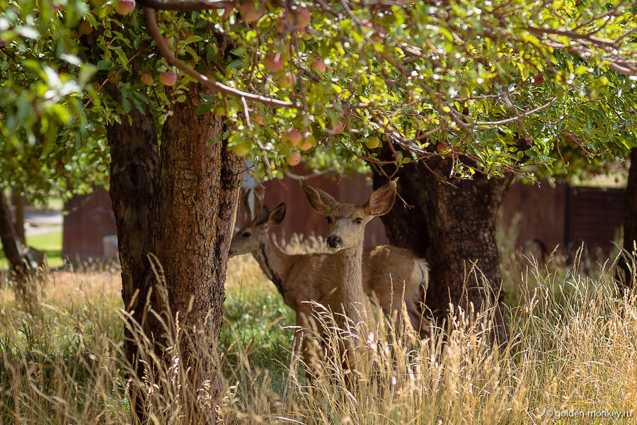 Очередным бонусом и отличительной особенностью парка Капитол-Риф стало невероятное количество блуждающих по нему оленей. Их, также, как и туристов, очень привлекают здешние фруктовые сады и даже наличие людей, которых они боятся, не способно остановить )) Первые скопления ушастых мы повстречали в самом начале Freemont River Trail, в саду рядом с кепингом, потом видели их в других местах в парке. Ушастые симпатяги так и притягивают к себе внимание, кажется, за нимим можно наблюдать часами. Очень хочется подойти и погладить их, но не получится – во-первых, это запрещено правилами парка, во-вторых, они боятся и все равно убегают. Кормить оленей тоже нельзя, да они и сами неплохо справляются. Очередным бонусом и отличительной особенностью парка Капитол-Риф стало невероятное количество блуждающих по нему оленей. Их, также, как и туристов, очень привлекают здешние фруктовые сады и даже наличие людей, которых они боятся, не способно остановить )) Первые скопления ушастых мы повстречали в самом начале Freemont River Trail, в саду рядом с кепингом, потом видели их в других местах в парке. Ушастые симпатяги так и притягивают к себе внимание, кажется, за нимим можно наблюдать часами. Очень хочется подойти и погладить их, но не получится – во-первых, это запрещено правилами парка, во-вторых, они боятся и все равно убегают. Кормить оленей тоже нельзя, да они и сами неплохо справляются.