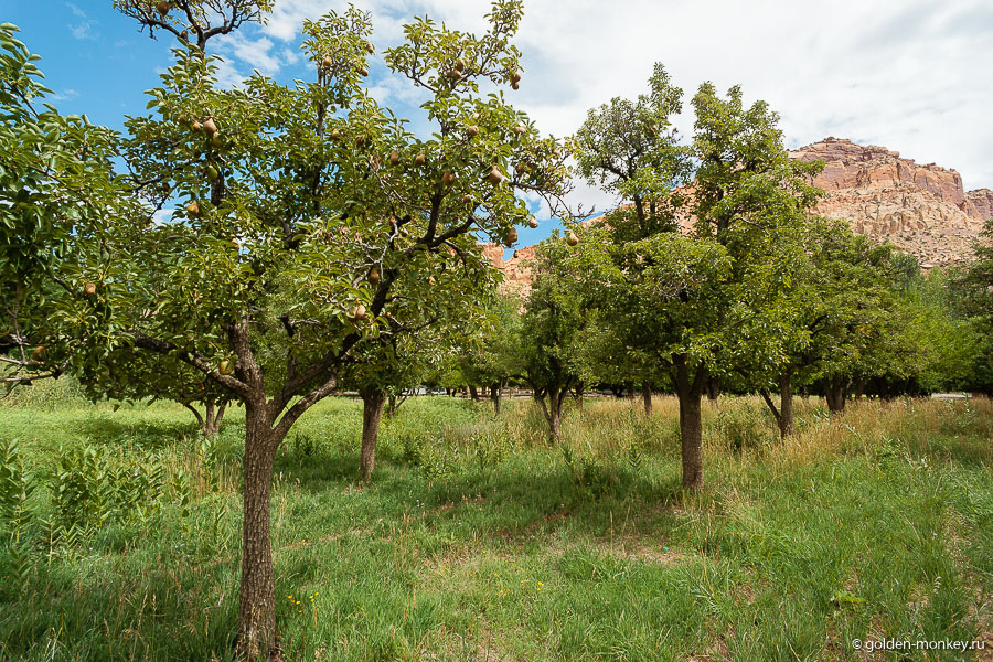 На обратном пути раздобыли еще немного груш и пошли навстречу дальнейшим открытиям. На обратном пути раздобыли еще немного груш и пошли навстречу дальнейшим открытиям.