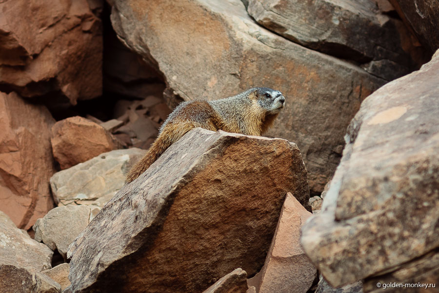 В конце дороги, там, где берут начало трейлы, есть парковка. Наше желание просто выйти из машины и подышать свежим воздухом плавно переросло в напряженную охоту за представителем местной фауны, который отчаянно не хотел позировать, но в итоге сдался. В конце дороги, там, где берут начало трейлы, есть парковка. Наше желание просто выйти из машины и подышать свежим воздухом плавно переросло в напряженную охоту за представителем местной фауны, который отчаянно не хотел позировать, но в итоге сдался.