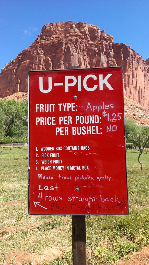 Правила сбора фруктов в национальном парке Капитол-Риф. Правила сбора фруктов в национальном парке Капитол-Риф.