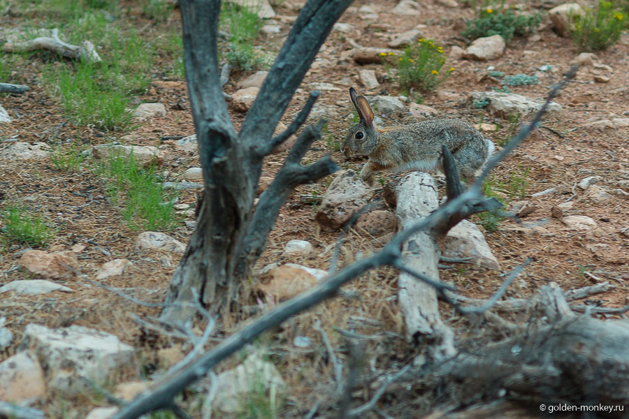 Шустрый зайчишка Шустрый зайчишка