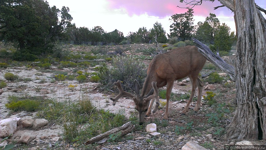 По территории парка бродят олени. Особенно велика вероятность повстречать их утром, пока еще толпы туристов не распугали симпатяг шумом затворов фотоаппаратов. По территории парка бродят олени. Особенно велика вероятность повстречать их утром, пока еще толпы туристов не распугали симпатяг шумом затворов фотоаппаратов.