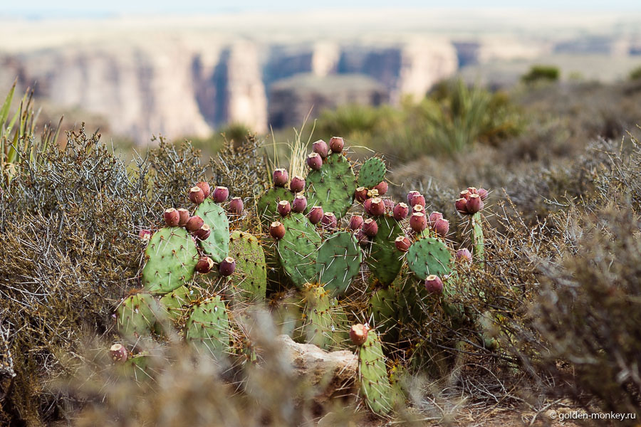 Пейзажи по дороге от Гранд-Каньона к Навахо-Бридж Пейзажи по дороге от Гранд-Каньона к Навахо-Бридж