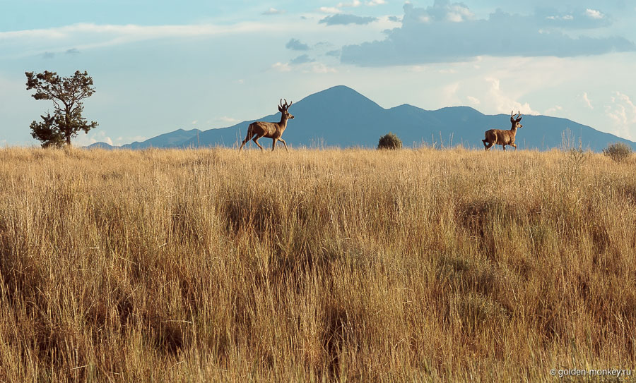 Вот они бегут, не обращая на нас никакого внимания Вот они бегут, не обращая на нас никакого внимания
