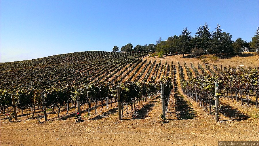 Одна из виноделен в Калифорнии, США. Одна из виноделен в Калифорнии, США.