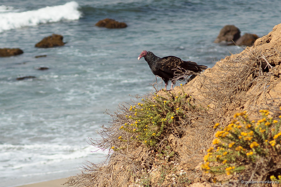 Заодно можно понаблюдать за другими представителями местной живности. Если окажетесь в здешних местах в период с января по апрель, то сможете увидеть в океане китов. Мы с Андрюсиксом долго всматривались в водную гладь, но, видимо, июль не тот месяц, когда киты спешат показаться на глаза туристам. Заодно можно понаблюдать за другими представителями местной живности. Если окажетесь в здешних местах в период с января по апрель, то сможете увидеть в океане китов. Мы с Андрюсиксом долго всматривались в водную гладь, но, видимо, июль не тот месяц, когда киты спешат показаться на глаза туристам.