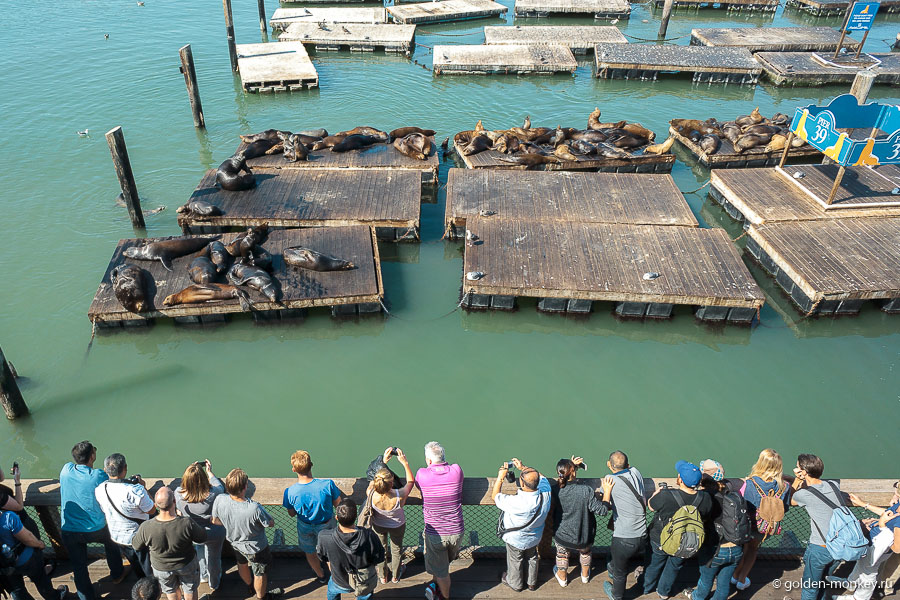 Туристы умиляются, смеются и фотографируют Туристы умиляются, смеются и фотографируют