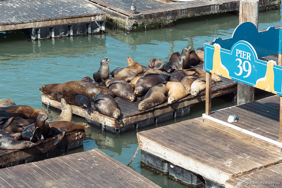 Лежбище морских львов на Пирсе 39. Наблюдать за ними очень интересно, главное, быть готовым к специфическому запаху )) Лежбище морских львов на Пирсе 39. Наблюдать за ними очень интересно, главное, быть готовым к специфическому запаху ))