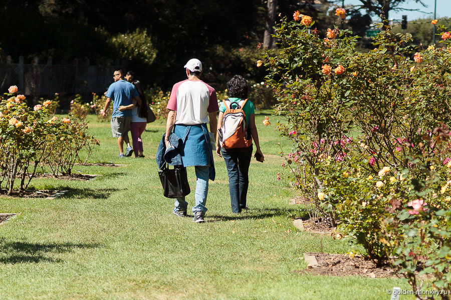 Сад роз в парке Годен-Гейт, Сан-Франциско Сад роз в парке Годен-Гейт, Сан-Франциско