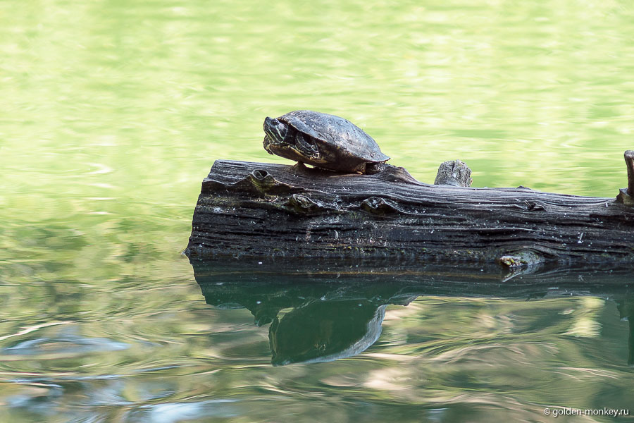Если повезет, можно увидеть вылезшую погреться на солнце черепашку. Если повезет, можно увидеть вылезшую погреться на солнце черепашку.