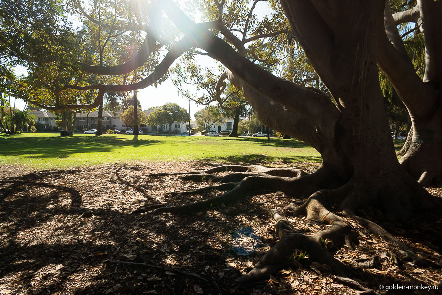 Андрюсикс заприметил вот такое большущее сказочное дерево. Андрюсикс заприметил вот такое большущее сказочное дерево.