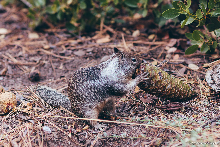 Будьте уверены, вашу прогулку обязательно скрасит какая-нибудь озорная белка, охотящаяся за шишками. Хотя, может, это и не белка вовсе, мы не сильны в фауне. Например, в Мексике зверьки, которых мы приняли за белок, оказались вискачи. Будьте уверены, вашу прогулку обязательно скрасит какая-нибудь озорная белка, охотящаяся за шишками. Хотя, может, это и не белка вовсе, мы не сильны в фауне. Например, в Мексике зверьки, которых мы приняли за белок, оказались вискачи.