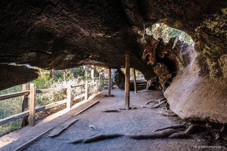 Некогда внутри дерева была проделана полость и внутри жили люди. Такой вот эко-отель. Некогда внутри дерева была проделана полость и внутри жили люди. Такой вот эко-отель.